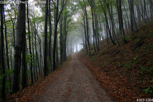 Trail in the fog