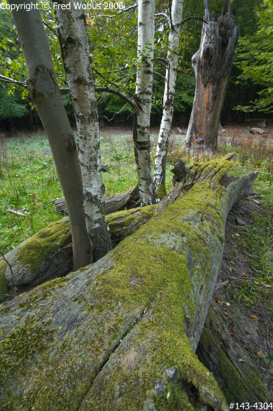 Mossy tree trunk