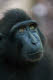 Black macaque