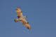 Osprey soaring in blue skies