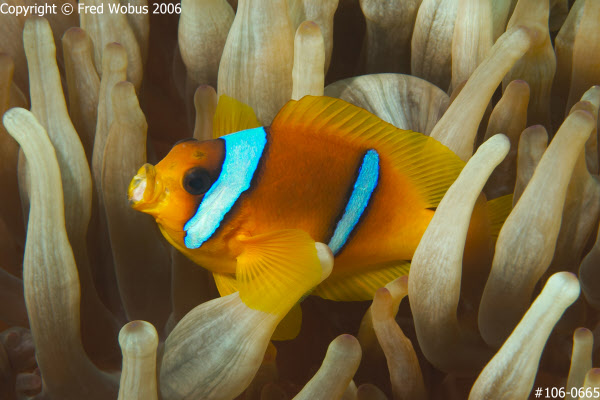 Two-banded anemonefish