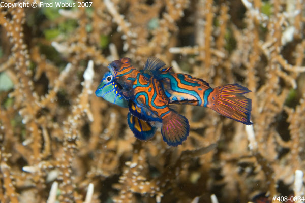 Mandarinfish mating