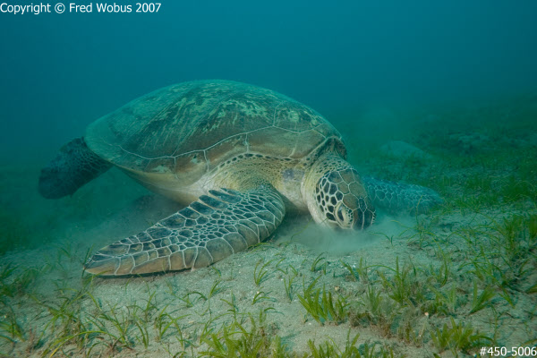 Green Sea Turtle feeding