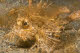 Ambon scorpionfish