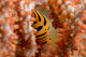 Ovulid tiger cowrie