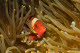 Spine-cheek anemonefish