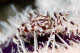 Zebra crab on Tuxedo Urchin