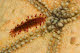 Scale worm on pincushion seastar
