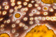 Leopard sea cucumber detail
