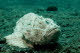 Humpback Scorpionfish