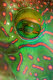 Parrotfish eye