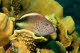 Blackside hawkfish in cabbage coral