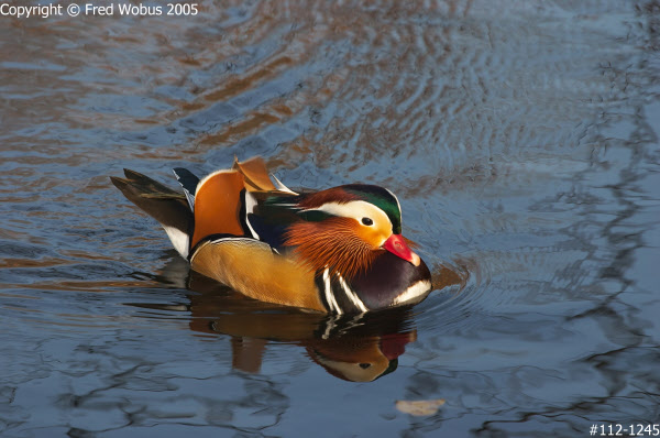 Fred Wobus Photography | Mandarin Duck