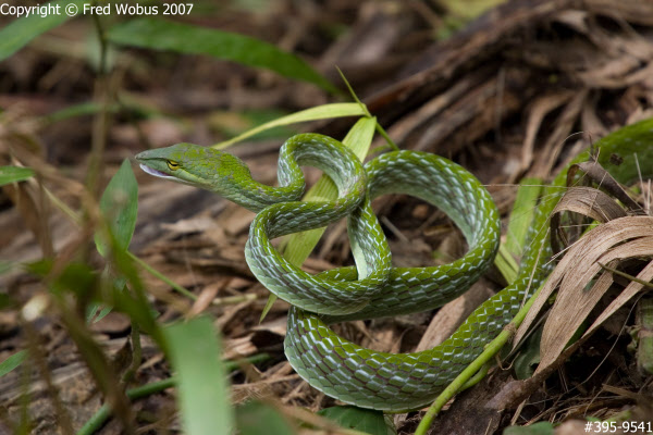 Green whip snake