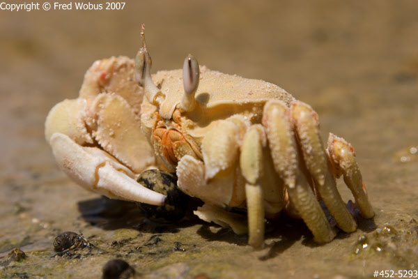Crab at low tide