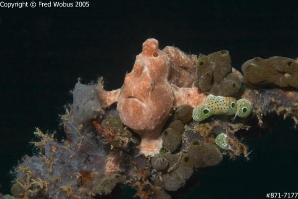 Frogfish on overgrown whip coral