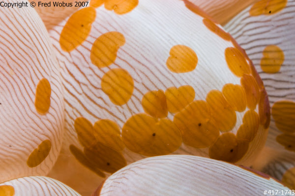 Flatworms on Bubble coral