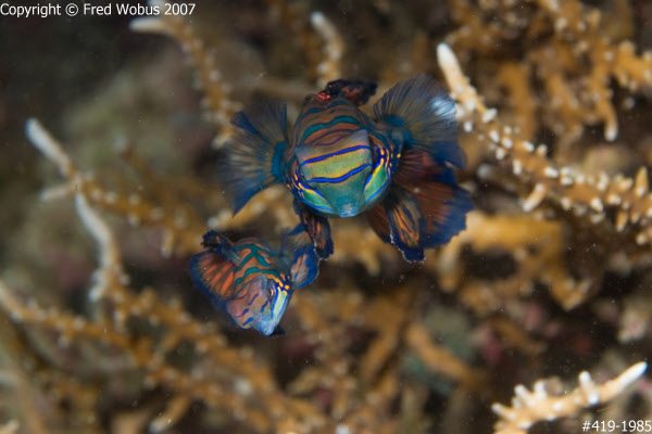 Mandarinfish mating