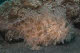 Hairy striated frogfish