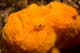 Orange frogfish